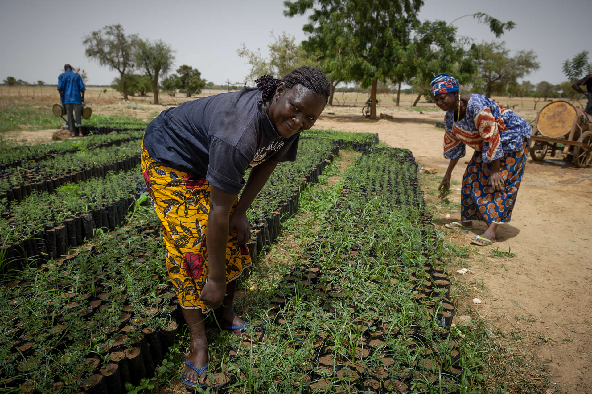 Promouvoir Un Sahel Vert Et Durable Sos Sahel 0059