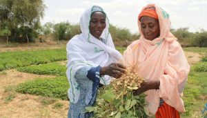 Les plantes résistantes au climat - Niger