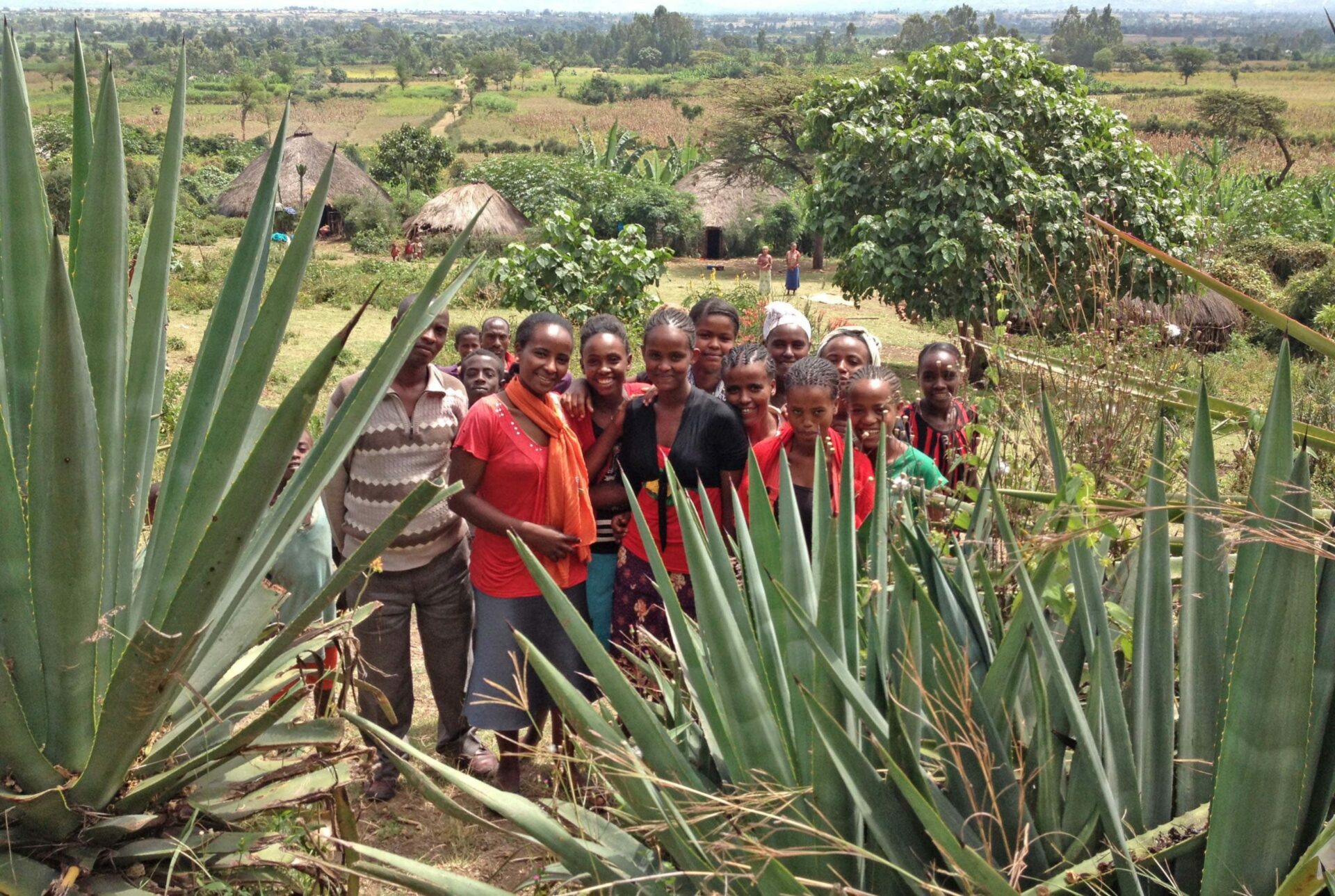 Éthiopie : Aloe Vera, une plante d’avenir