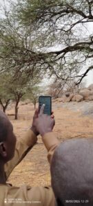 Acacia, un arbre emblématique des filières sahéliennes