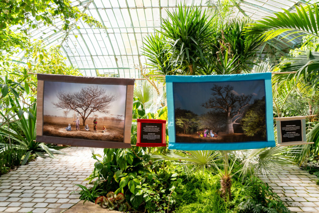 Arbres de Vie - une exposition pour découvrir les arbres sahéliens