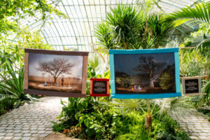 Arbres de Vie - une exposition pour découvrir les arbres sahéliens